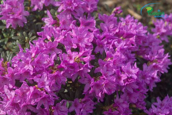 Azalia japońska Frost Hexe